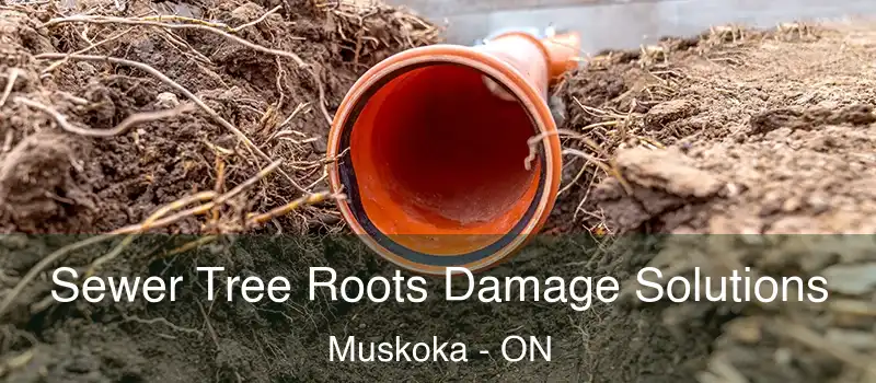 Sewer Tree Roots Damage Solutions Muskoka - ON